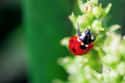 Ladybugs Pee Blood on Random Coolest Animals That Have the Most Unusual Abilities