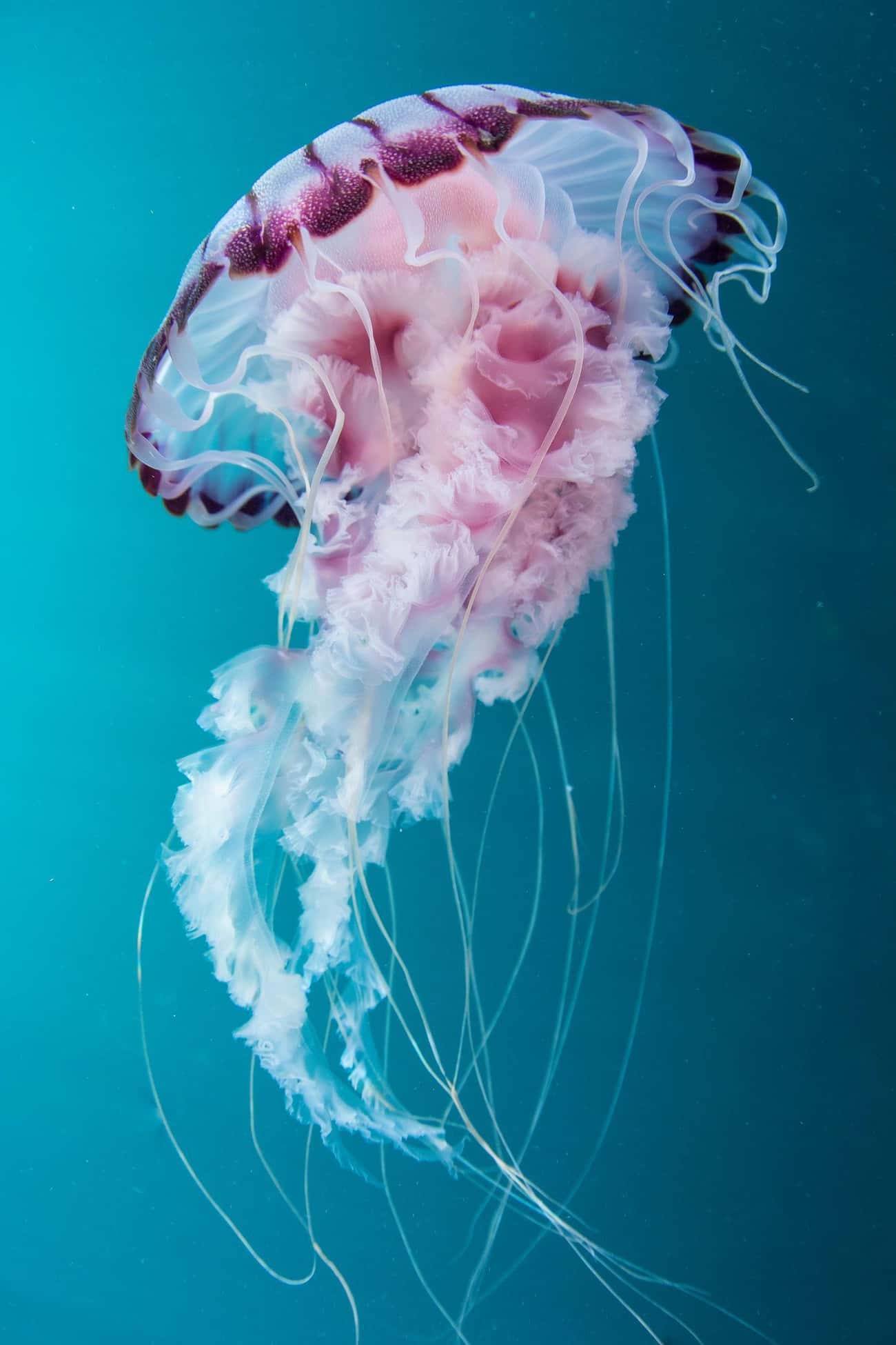 Some Jellyfish Are Immortal