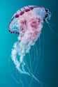 Some Jellyfish Are Immortal on Random Coolest Animals That Have the Most Unusual Abilities