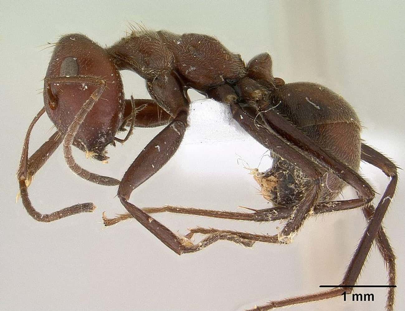 Malaysian Ants Will Explode