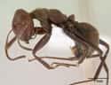 Malaysian Ants Will Explode on Random Coolest Animals That Have the Most Unusual Abilities