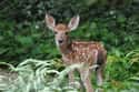 White-Tailed Deer Fake Their Own Deaths on Random Coolest Animals That Have the Most Unusual Abilities