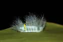 Limacodidae Slugs Have Stinging Spines on Random Coolest Animals That Have the Most Unusual Abilities