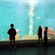 Visiting the Museum or Aquarium