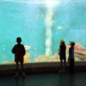 Visiting the Museum or Aquarium on Random Best First Date Ideas