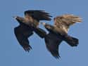 Ravens on Random Scariest Horror Movie Animals