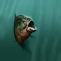 Piranha on Random Scariest Horror Movie Animals