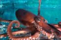 Octopus on Random Scariest Horror Movie Animals