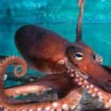 Octopus on Random Scariest Horror Movie Animals