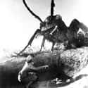 Ants on Random Scariest Horror Movie Animals