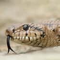 Snakes on Random Most Deadly Animals