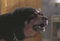 Tibetan Mastiff on Random Scariest Horror Movie Animals