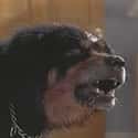 Tibetan Mastiff on Random Scariest Horror Movie Animals