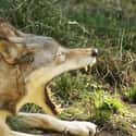 Wolves on Random Scariest Horror Movie Animals