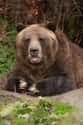 Grizzly Bear on Random Scariest Horror Movie Animals