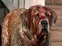 St Bernard on Random Scariest Horror Movie Animals