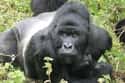 Killer Gorillas on Random Scariest Horror Movie Animals