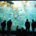 Birch Aquarium on Random Best Aquariums in the US