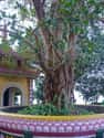 Bodhi tree on Random Top Must-See Attractions in India