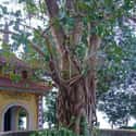 Bodhi tree on Random Top Must-See Attractions in India