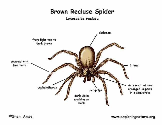 The Best Pictures Of The Brown Recluse Spider