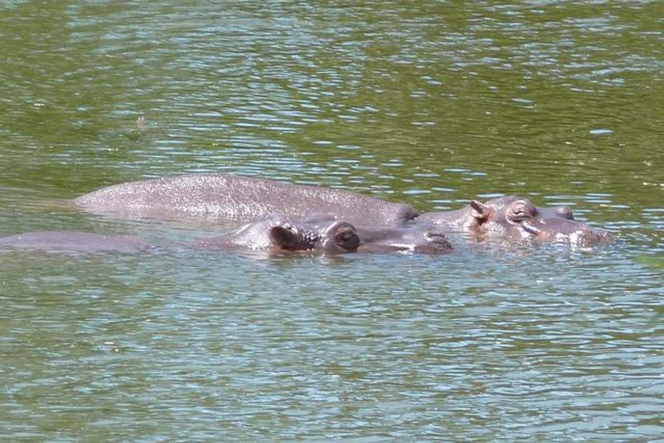 The Hippopotamus Is a Docile Creature That Presents No Serious Danger