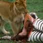 Eaten Alive is listed (or ranked) 21 on the list The Worst Ways to Die