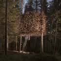 Birds Nest on Random Coolest Treehouses in the World