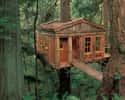 Temple of the Blue Moon on Random Coolest Treehouses in the World