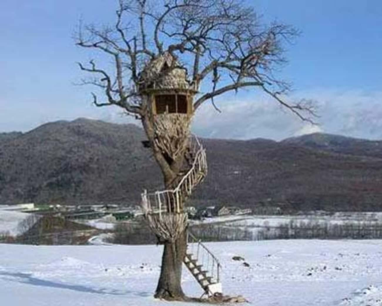 The Coolest Treehouses in the World