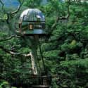 Beach Rock Treehouse on Random Coolest Treehouses in the World