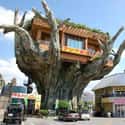 Gajumaru Treehouse Diner on Random Coolest Treehouses in the World