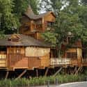 Alnwick Treehouse on Random Coolest Treehouses in the World