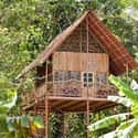 Rainforest Treehouse on Random Coolest Treehouses in the World