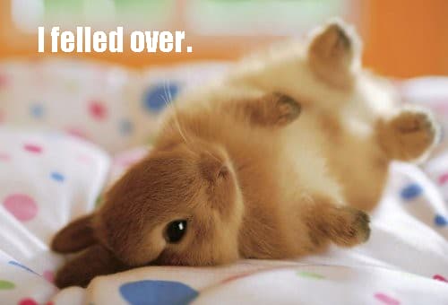 clumsy-bunny-photo-u1