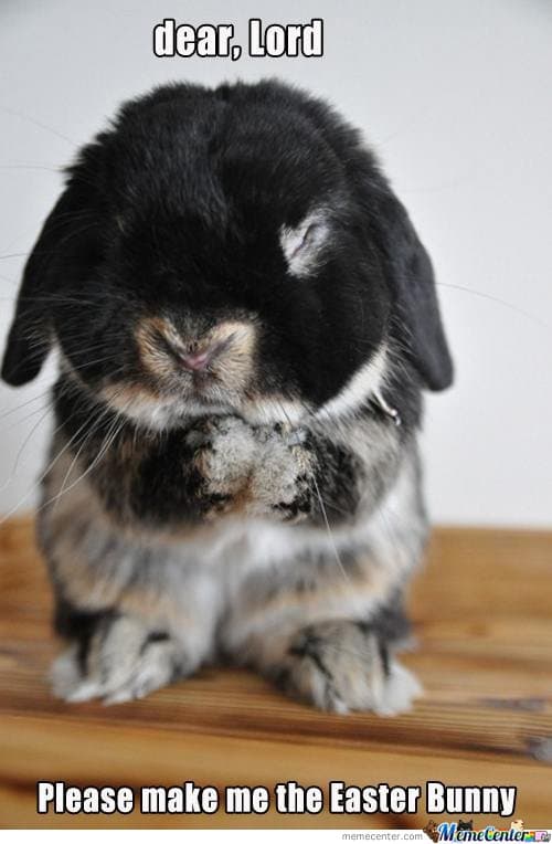 Best Funny Easter Memes and Cute Pics