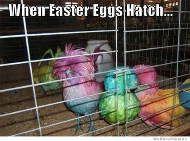 Hatching Easter Eggs