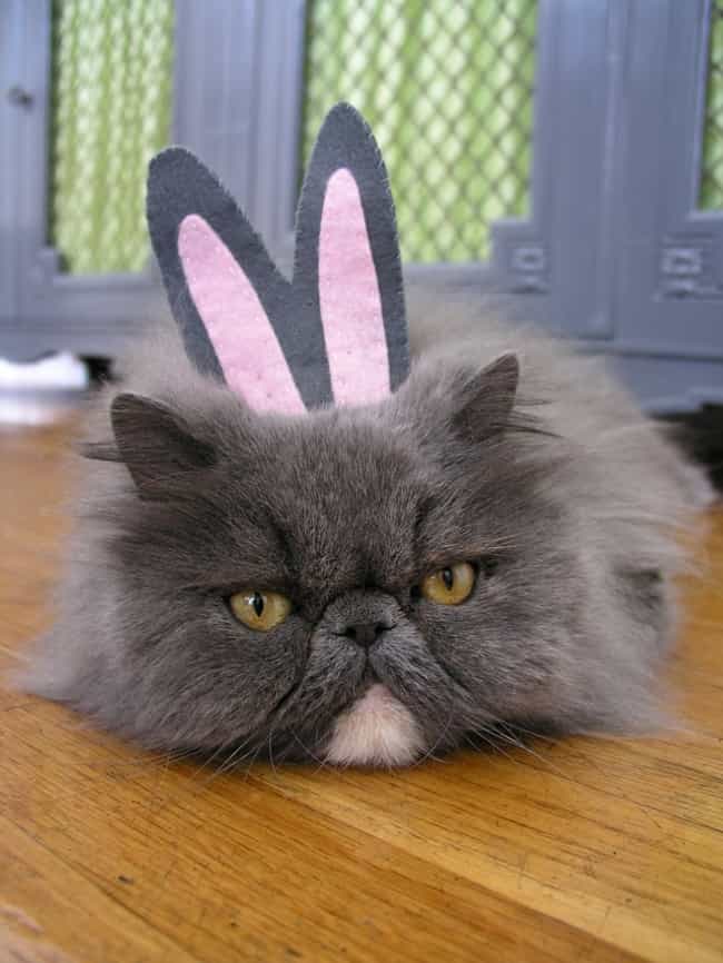 Cats Love Easter, Too