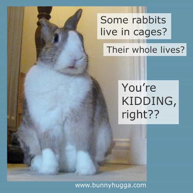 Easter Bunny Thoughts