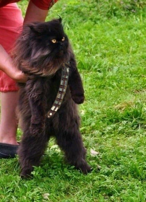 Cutest Pets Dressed in Star Wars Costumes