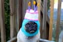 Guaranteed This Poor Pooch Now Officially Hates His Owner on Random Funny Birthday Fails