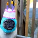 Guaranteed This Poor Pooch Now Officially Hates His Owner on Random Funny Birthday Fails