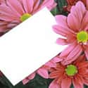 Send Her Flowers With a Note on Random Best Ways to Ask a Girl on a Date