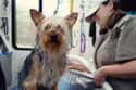 Pet Groomer on Random Great Jobs That Don't Require a College Degree