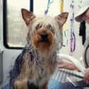 Pet Groomer on Random Great Jobs That Don't Require a College Degree