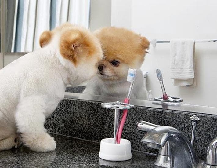 Boo The Dog Cute Photos Gallery Of Boo The Pomeranian