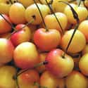 Rainier Cherries on Random Most Delicious Fruits
