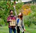 Apple Picking on Random Best Date Ideas for Cold Weather