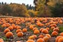 Pumpkin Patch on Random Best Date Ideas for Cold Weather