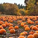 Pumpkin Patch on Random Best Date Ideas for Cold Weather